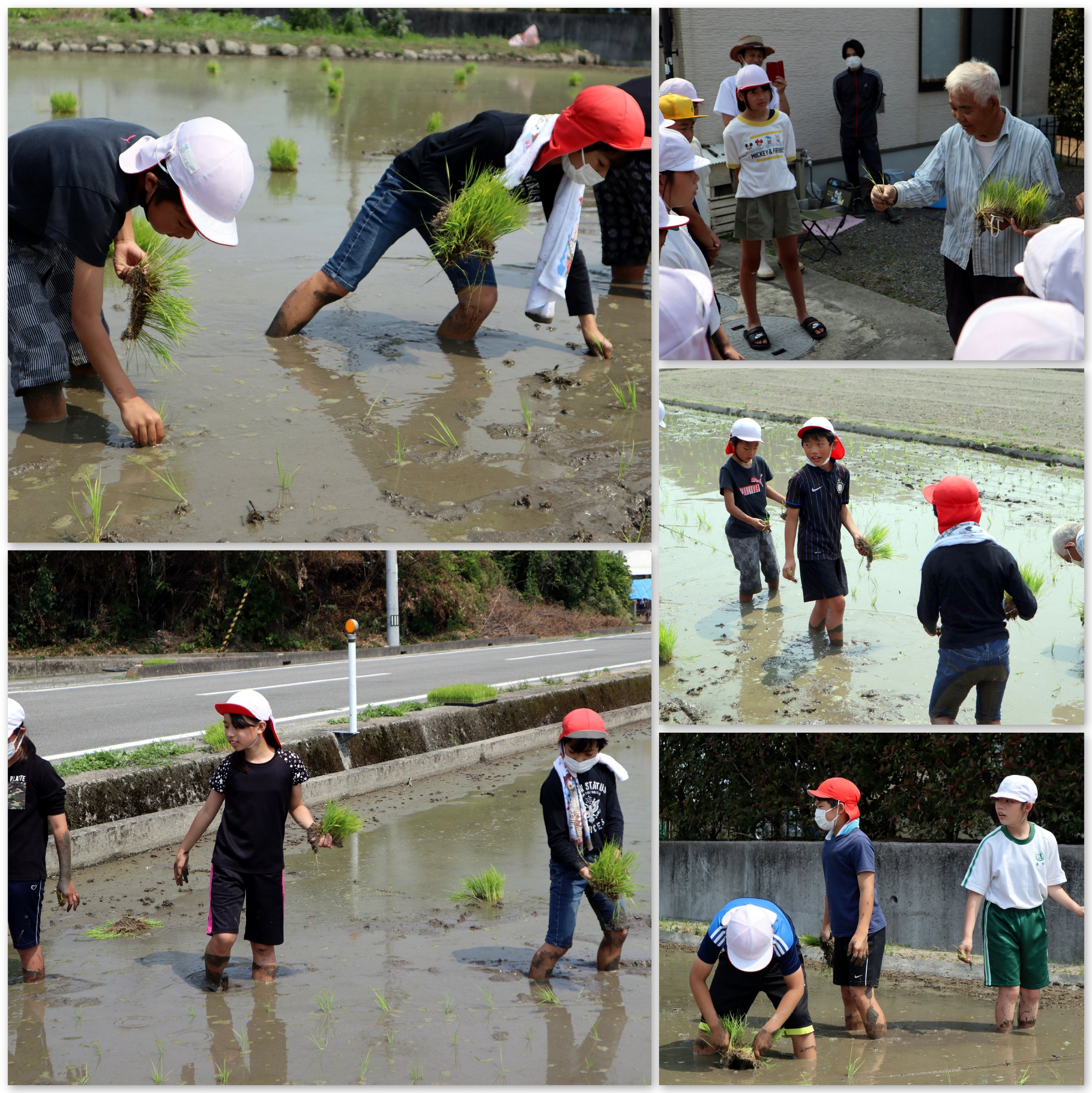 田植え 田植え