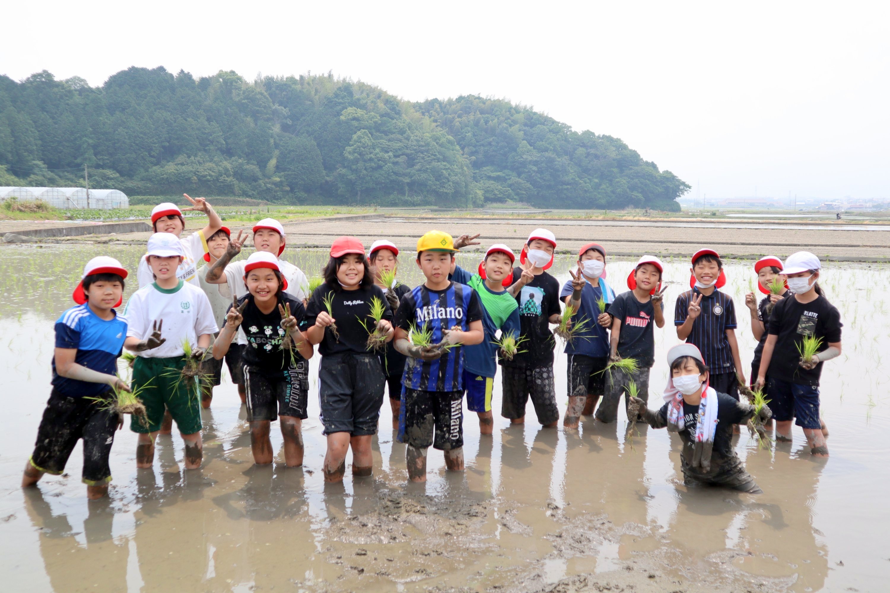 田植え写真 田植え写真